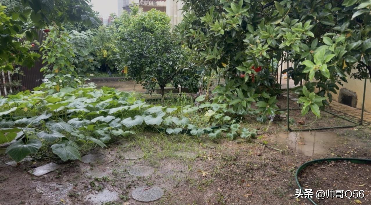 昨天武汉端午，暴雨如注。一大早我冒雨冲进院子和阳台菜园，心都提到了嗓子眼——还好