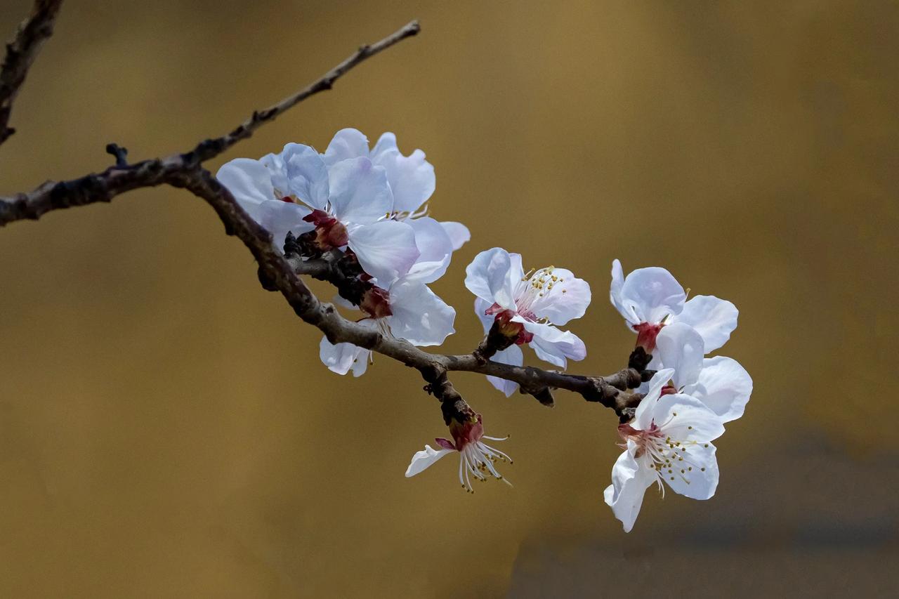 太美了！春至天桂山，山花与古建共绘诗意画卷
每年3月中旬至4月中旬 ，位于石家庄