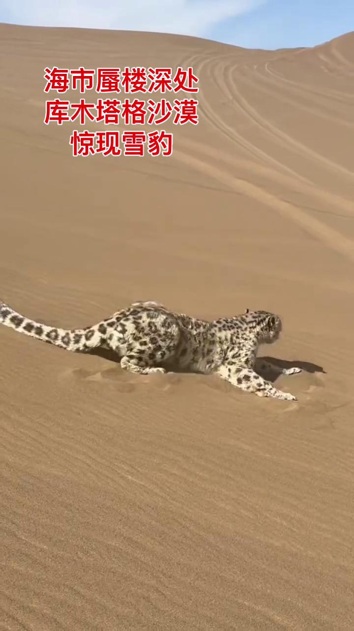 海市蜃楼深处，库木塔格沙漠惊现雪豹。