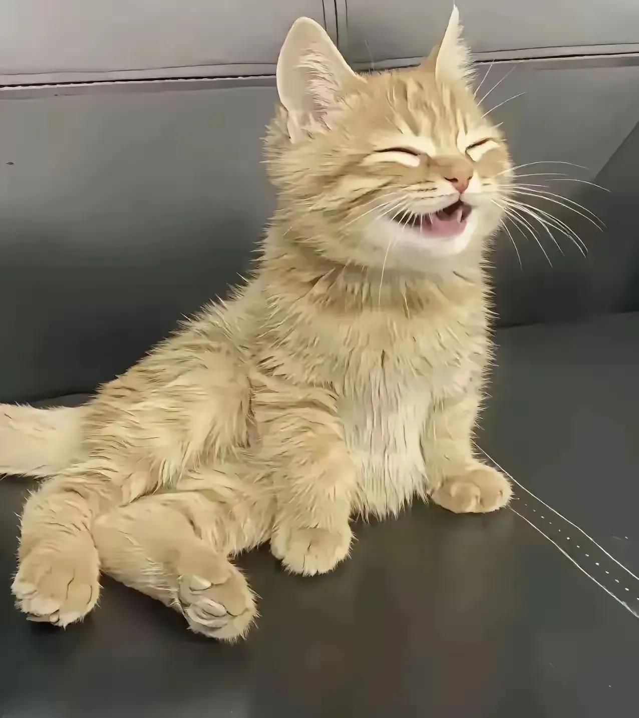 老公好像是捡到宝了，这个小橘猫竟然会笑。老公每天吃完晚饭都要出去散步，他身体不好