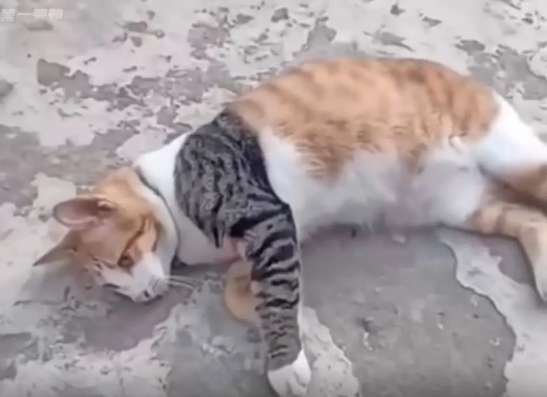 这是打架拼错了身体吗？？这个世界不能没有小猫