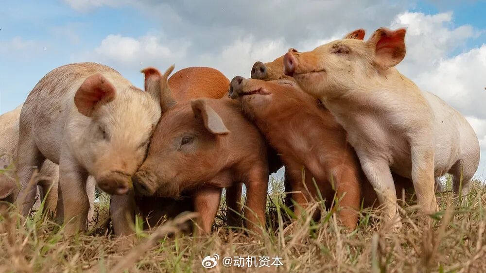 猪周期反转，这次可能来真的出品 | 妙投APP作者 | 丁萍头图 | 视觉中国市