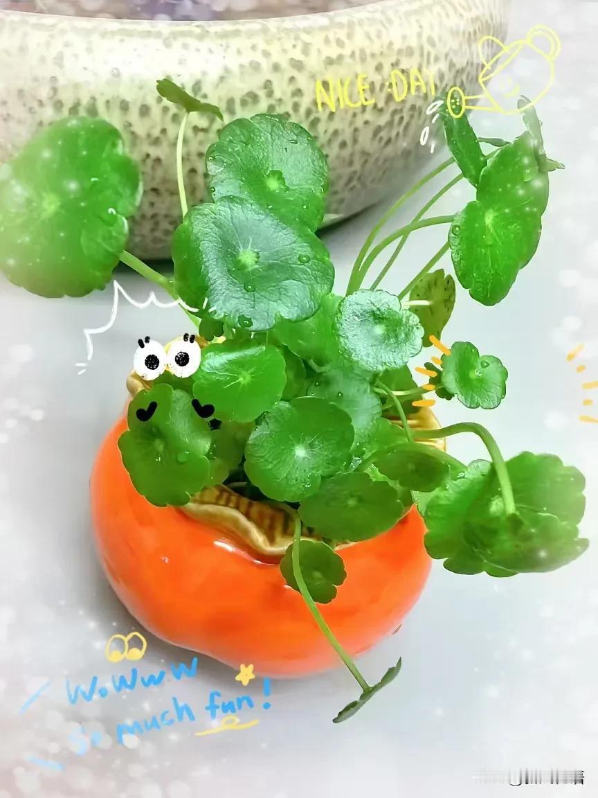 今年昨日初相识（二）和儿子女朋友见面前的准备！[思考]

我这趟出差，儿子告诉了