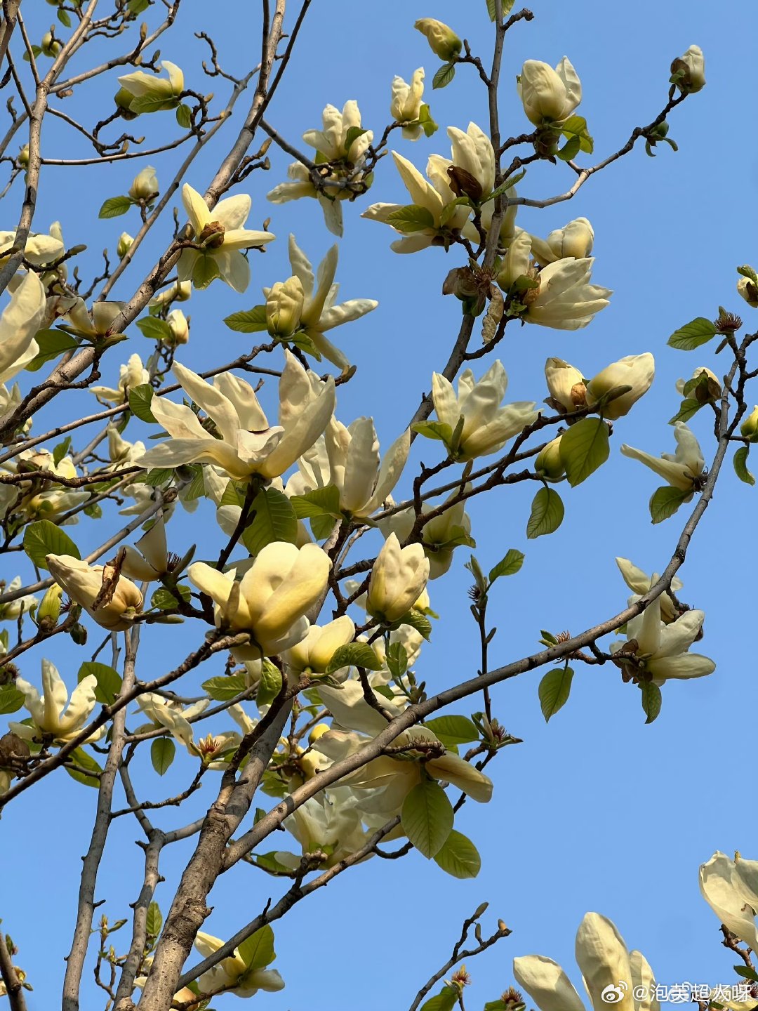 杨紫拍的黄玉兰杨紫晒拍的黄玉兰杨紫晒拍的黄玉兰 