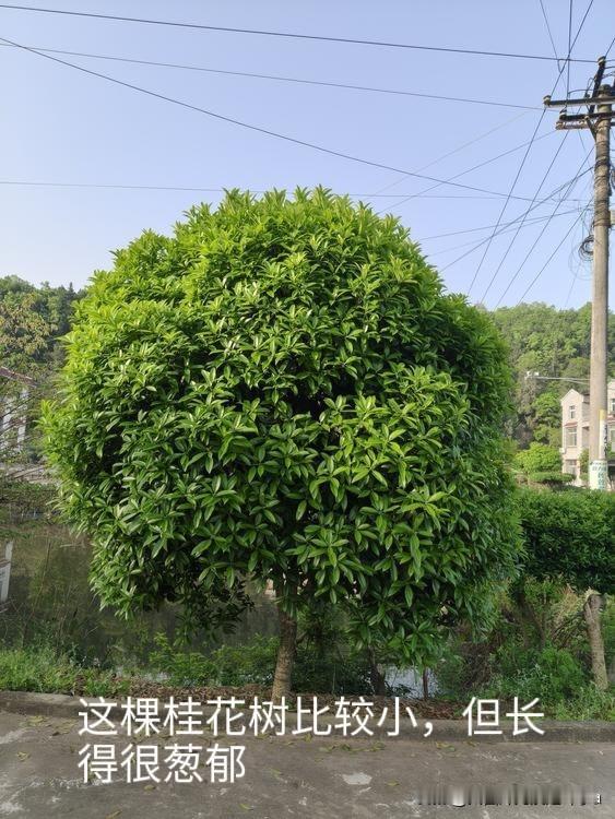 看着房子周围这些树已经长成了参天大树，可栽树的人已不在了。

图片里这些树，都是