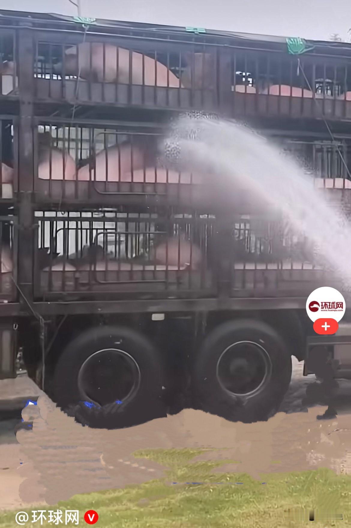 近日，江苏苏州一位货车司机满载百余头活猪赶路，正午烈日暴晒，室外温度飙升极高，货