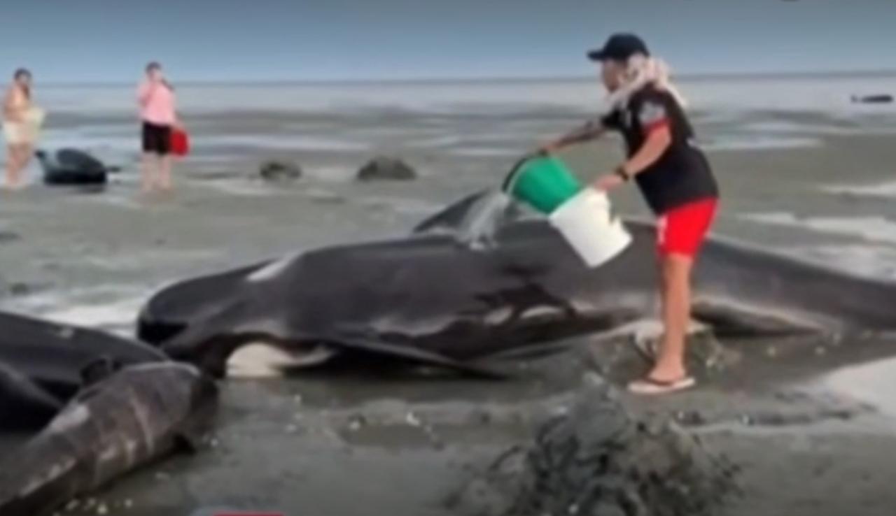 新西兰海滩上演暖心救援一幕，数头鲸鱼搁浅在滩涂之上，黝黑的身躯暴露在浅滩中，情况