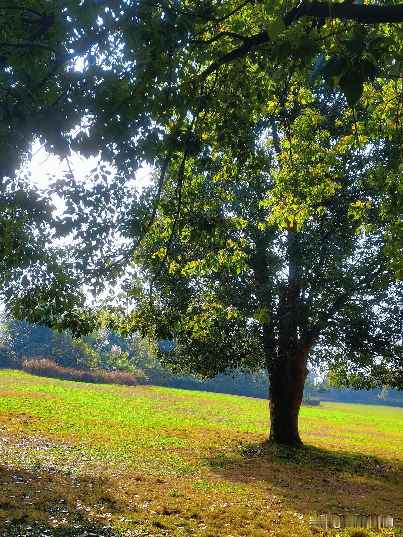今天成都的天气真的太巴适了…

阳光明媚，空气清新，风也很柔很暖，好几天都没这么