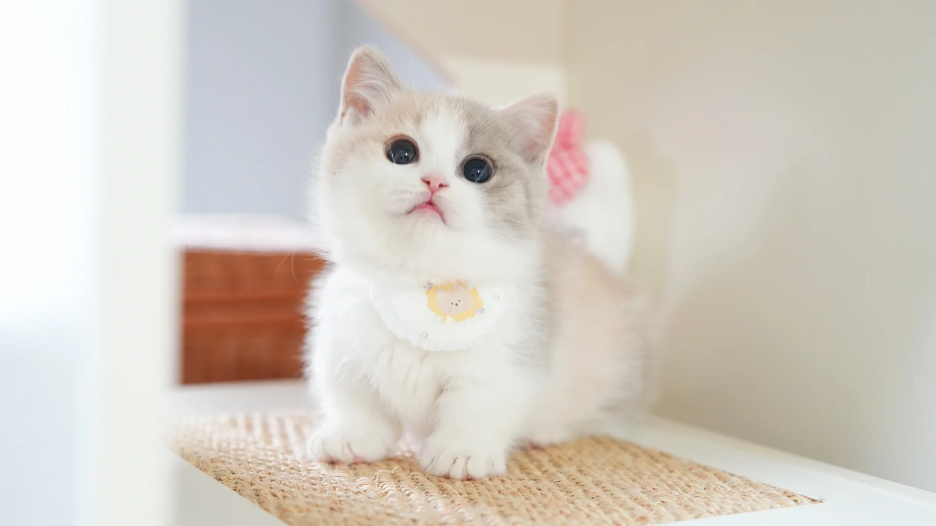 三花不愧是猫中美女💅🏻