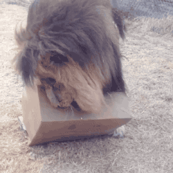 狮子：哪个猫猫能抵抗得了箱子 