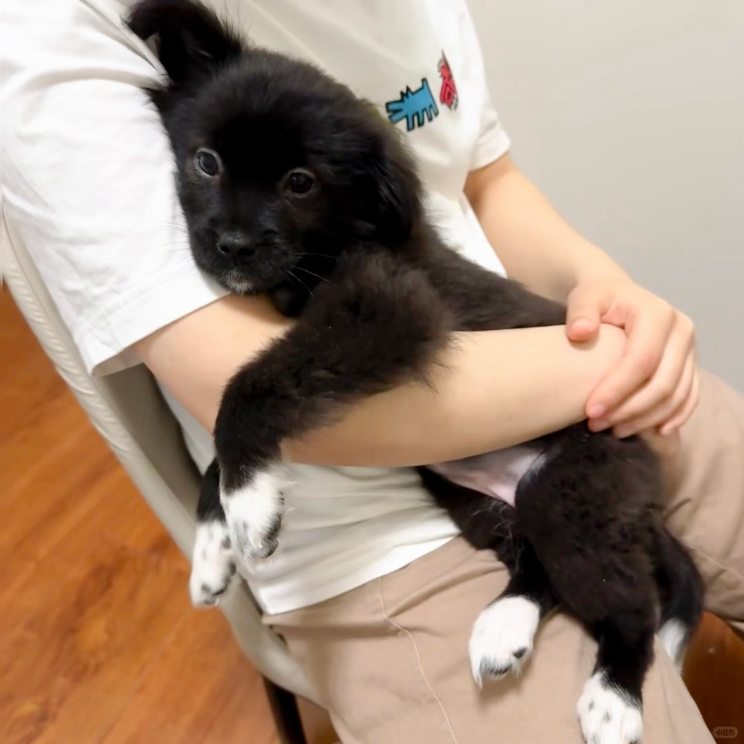 好神圣的排版🐾 