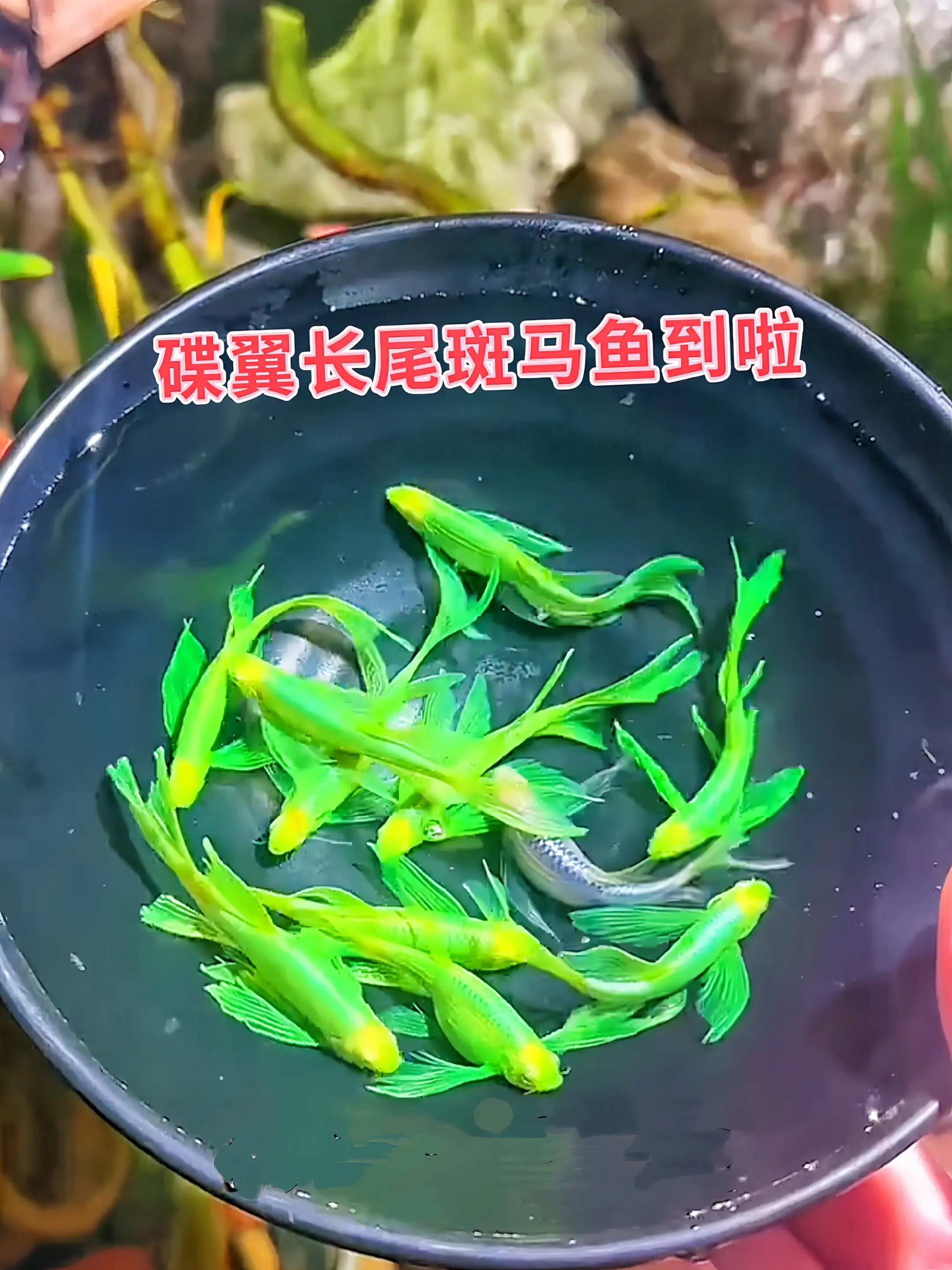 1. 灵动精灵跃入缸中！碟翼长尾斑马鱼惊艳来袭 流线蝶翼鳍如丝绸舒展...