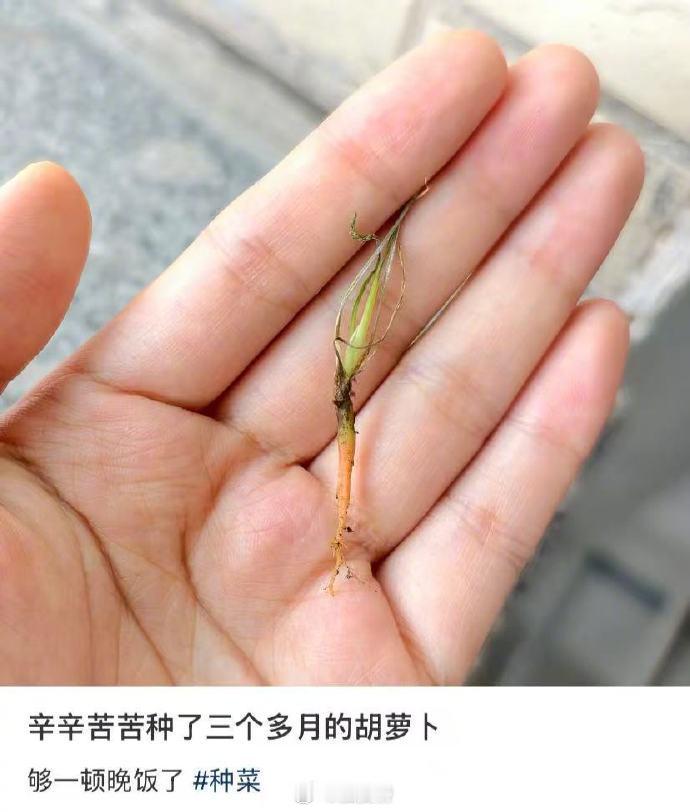 辛辛苦苦种了三个多月的胡萝卜这是萝卜孙子吧？这么小就被你拨出来了