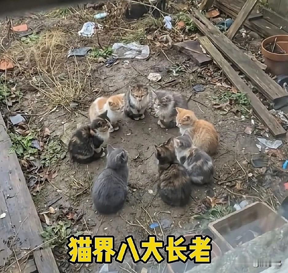 发现一件有趣的事！院子里开紧急猫德大会了！八大长老围圈议事，讨论的议题是：———