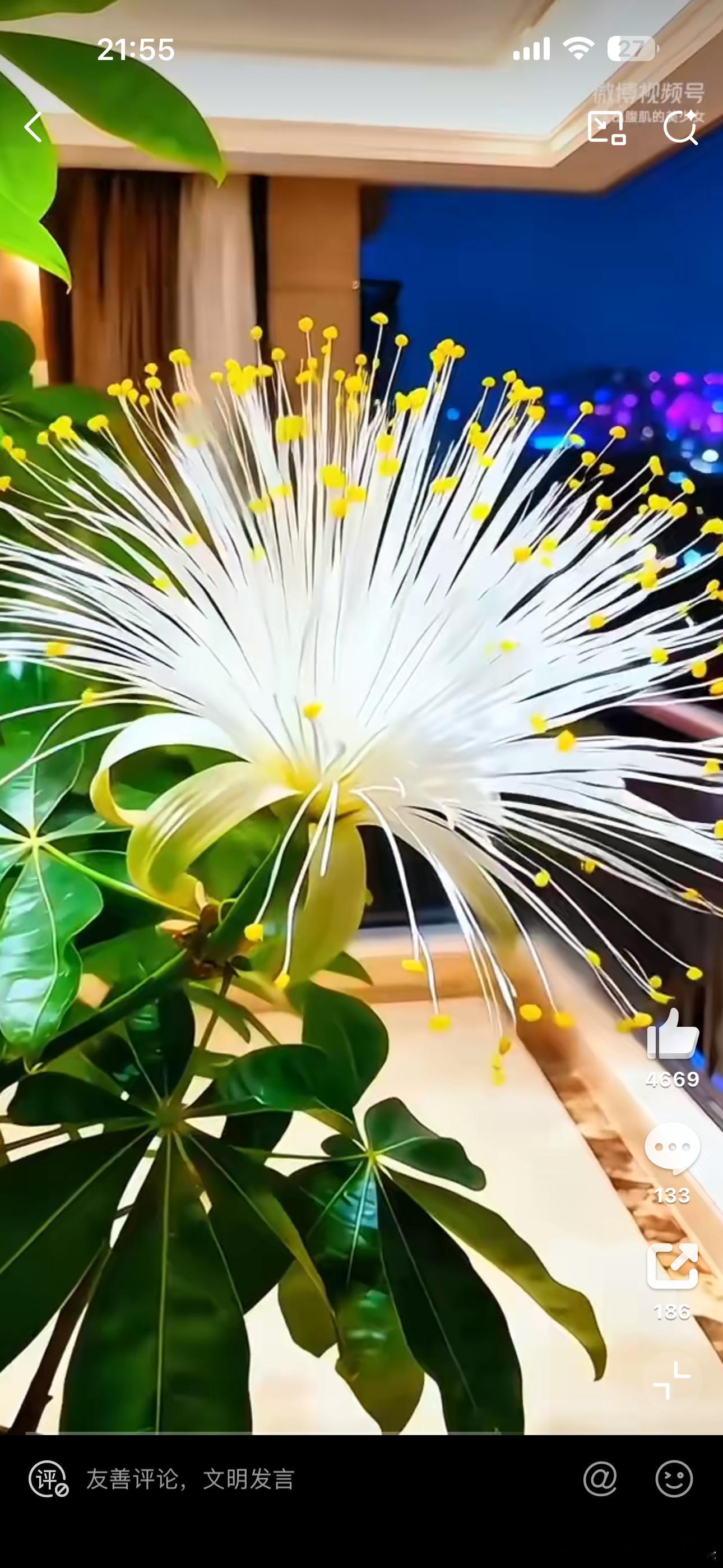 发财树开花点赞2026发大财见者好运！发财树迎新春绽放，吉兆降临！一眼邂逅花开的