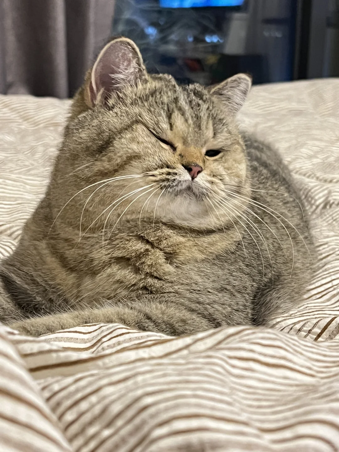 🛏️入冬了，床上长猫了！