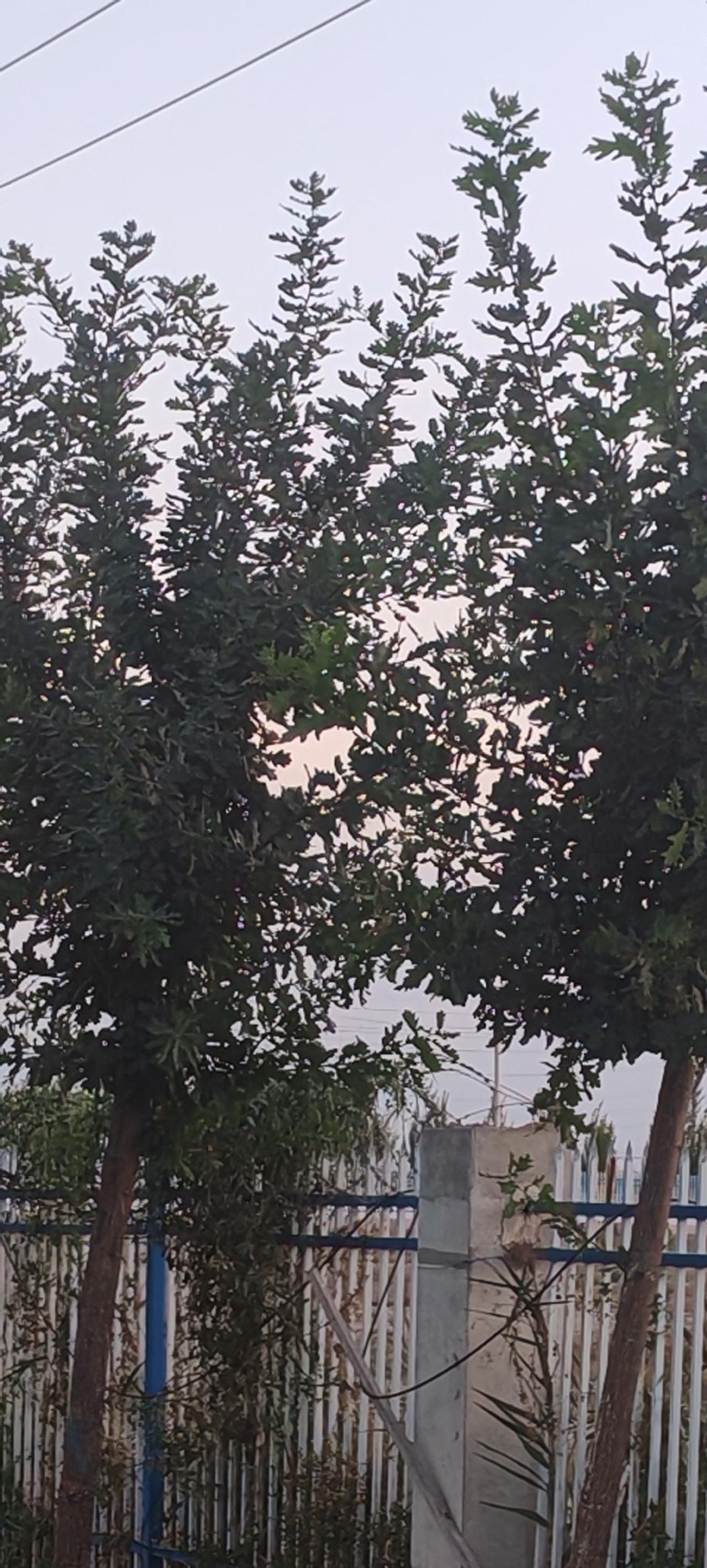 秋日生活打卡季秋天到了树叶老了，白天短了，夜也凉了，收割也是正忙