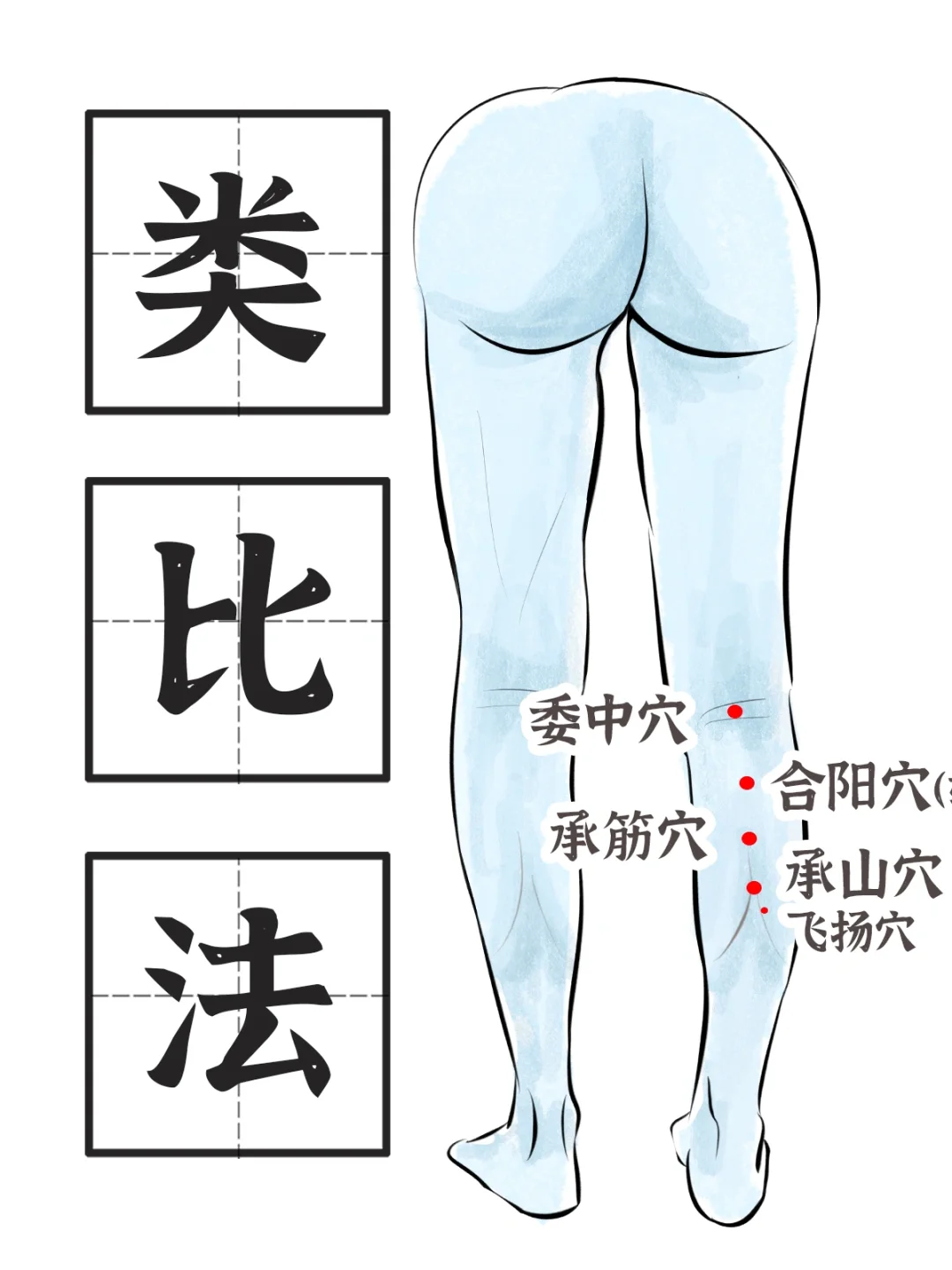 膀胱经-承山穴