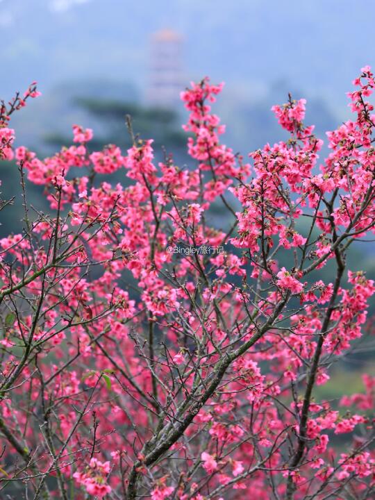 深圳樱花开了❗️附免费赏樱攻略🌸