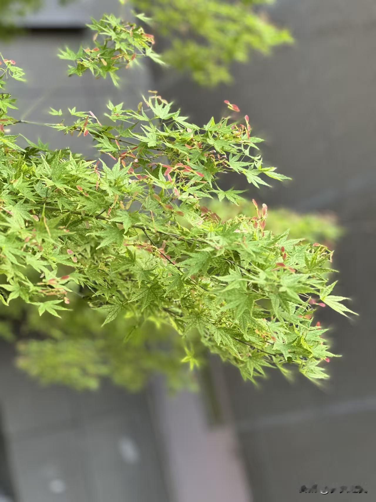 【小对联】
上：……？
下：男高音。