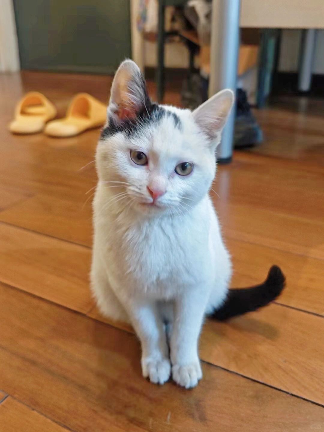 快看啊，他终于捡到猫了