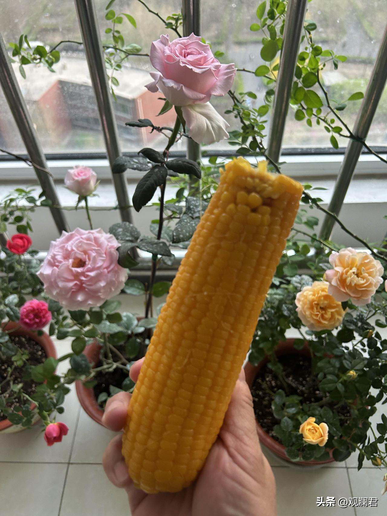 最近喜欢上了吃玉米🌽，网购的东北黄糯玉米，独立真空包装，煮熟后黄灿灿的，香味浓