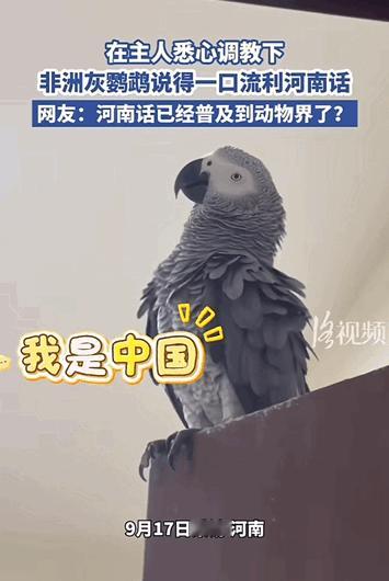万物皆有灵性！河南，女子养了一只特别人精的鹦鹉，万万没有想到它特别的通人性。在女
