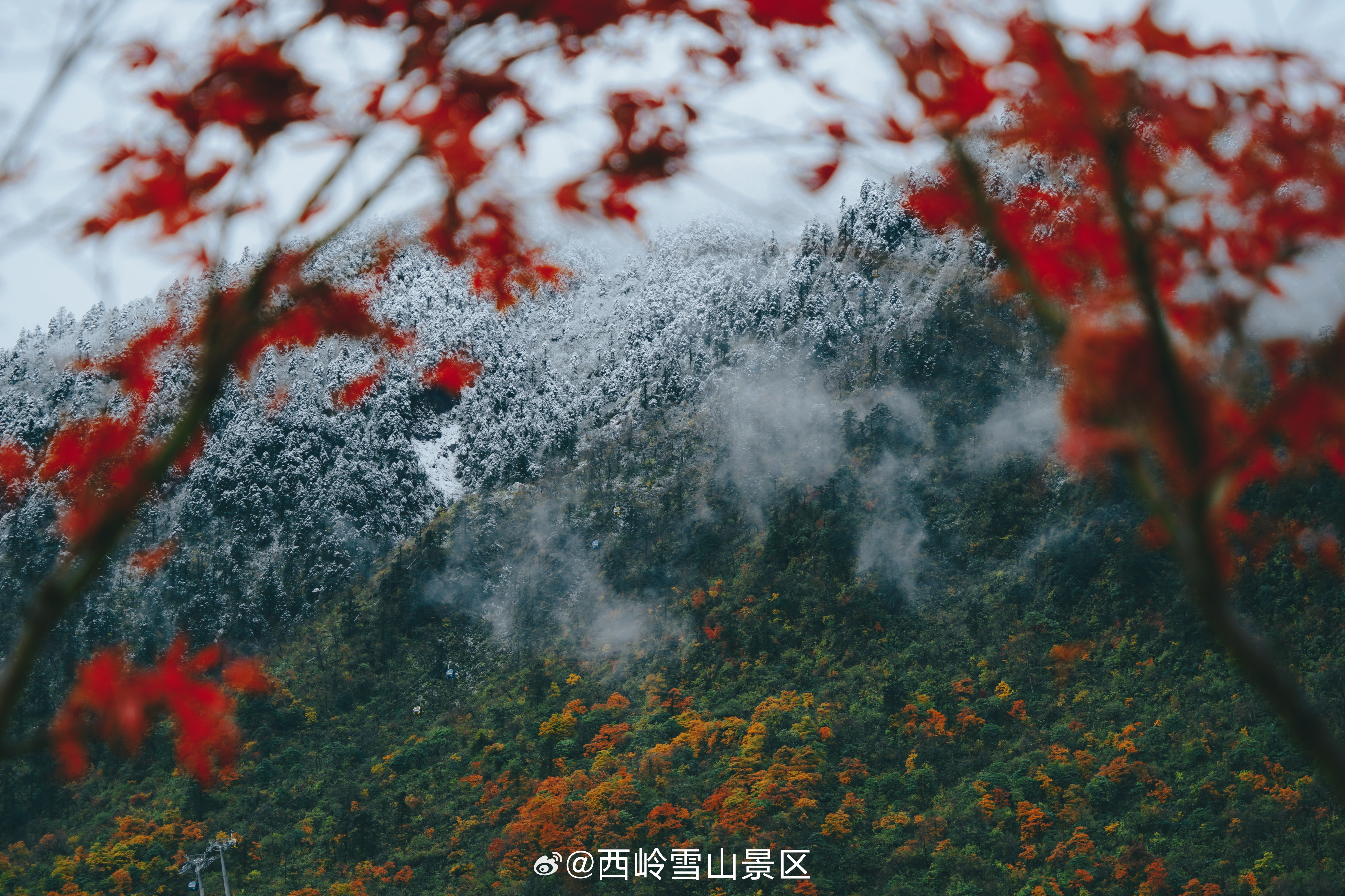 #成都这片彩林美如油画# 西岭雪山的秋天，是大自然打翻的调色盘！🏔️ 从山脚到