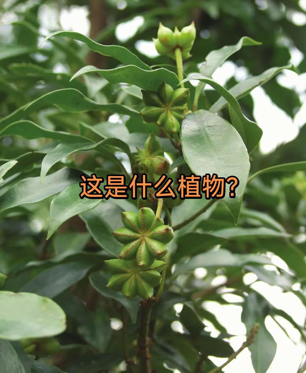 这种植物常见，树不常见，这是什么。