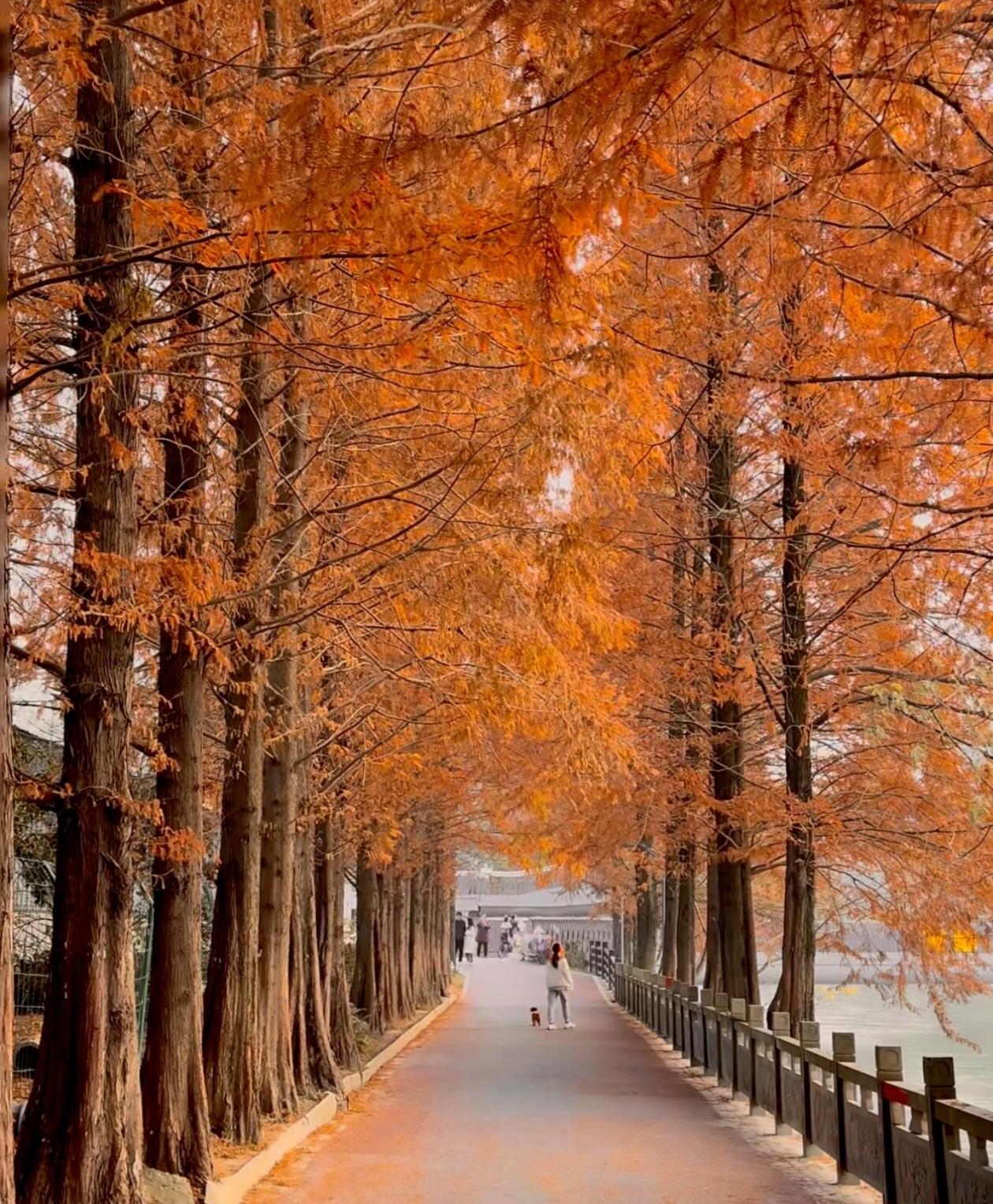 秋日成都有哪些特色景点