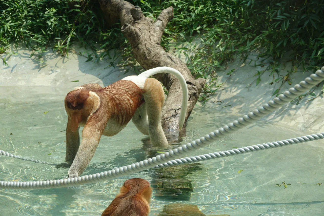 长鼻猴享受夏日