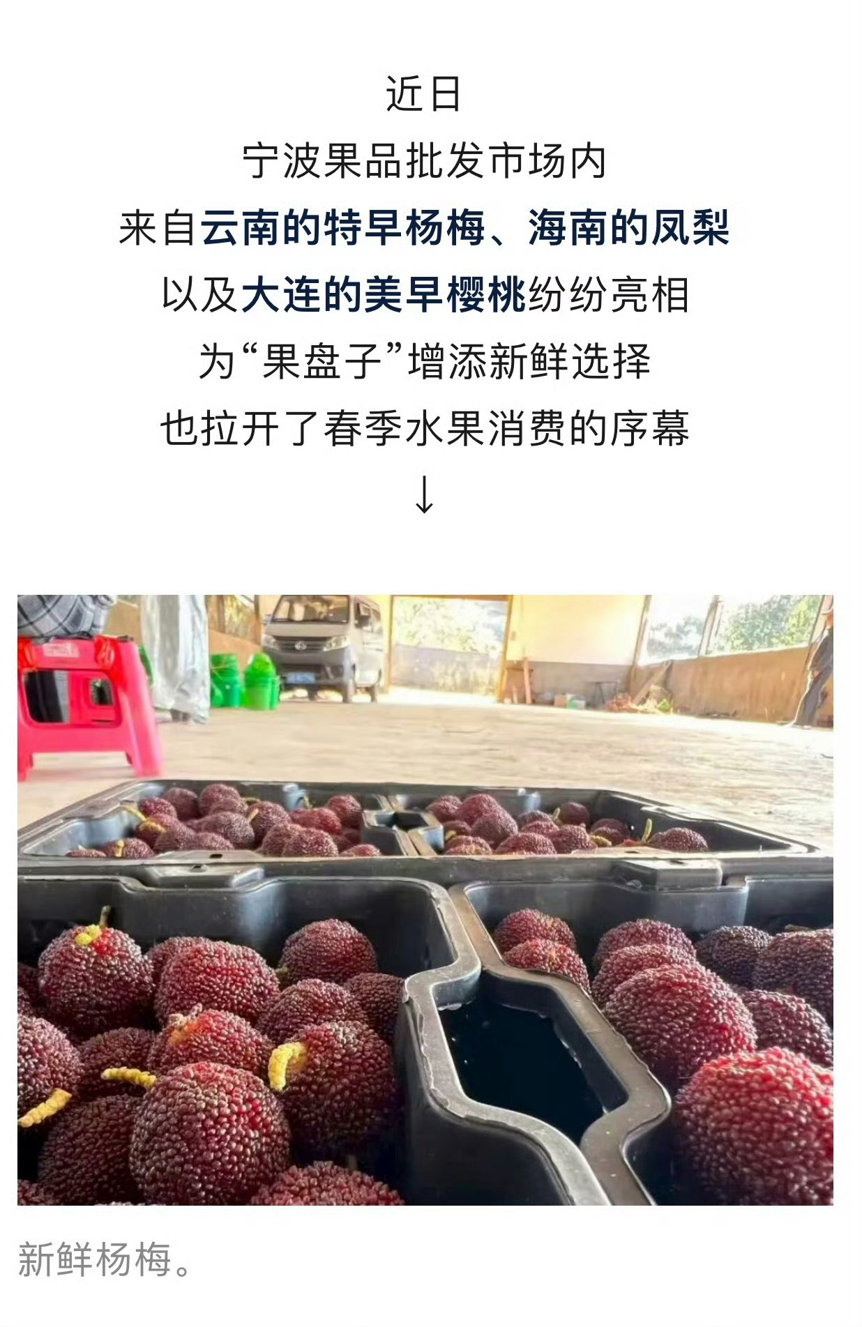 宁波水果市场里首批杨梅上市价格不菲 今年首批杨梅，上市了！宁波果品批发市场内来自