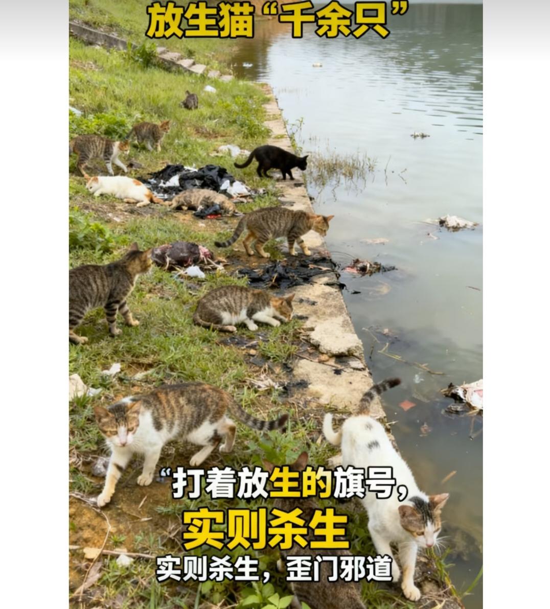 有人在水库边放生大量猫，很多猫受惊逆溺水身亡
您是不是看着标题跟我有一样的疑问？