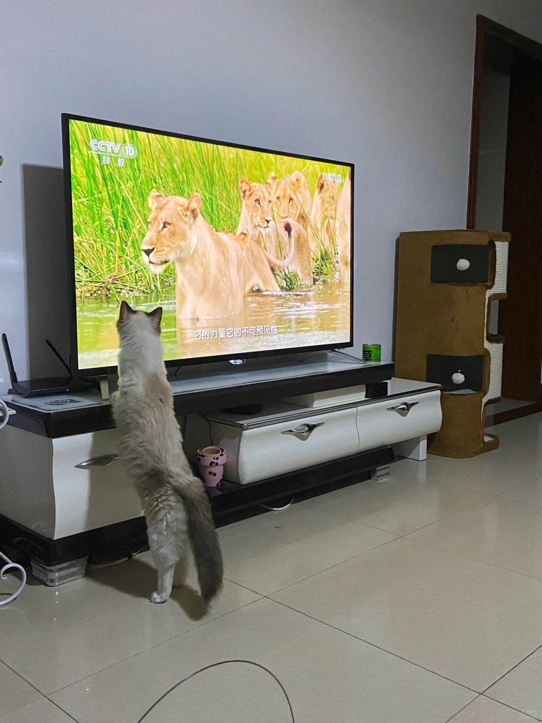 原来小猫咪也爱看电视