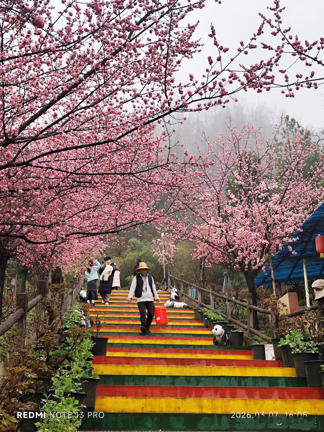 上周六在去了竹峪镇龙阳沟看梅花后，意犹未尽，又发现鄠邑区的阿姑泉牡丹苑，不仅有个