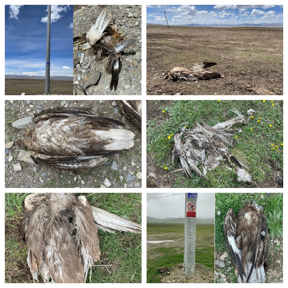 【53只国家级保护动物非正常死亡？三江源国家公园管理局回应】#三江源国家公园辟谣