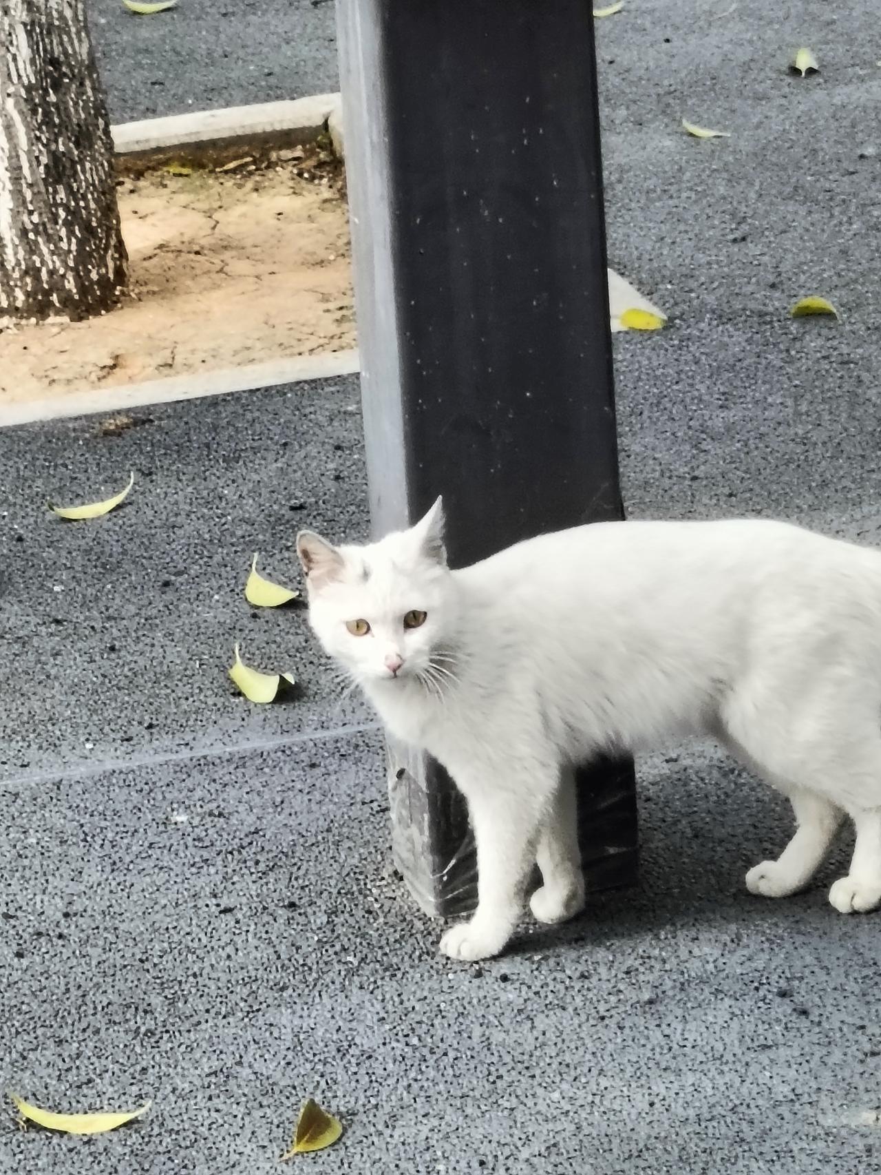 1. 街角偶遇一只小白猫，它站在柱子旁回头看我的瞬间，好像在邀请我一起虚度这春日