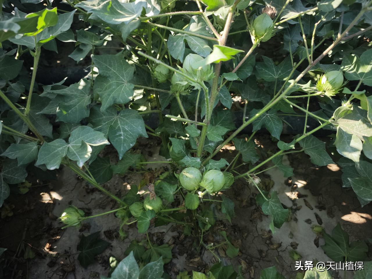 夏日生活打卡季今天是个好天气，但棉田干铃多