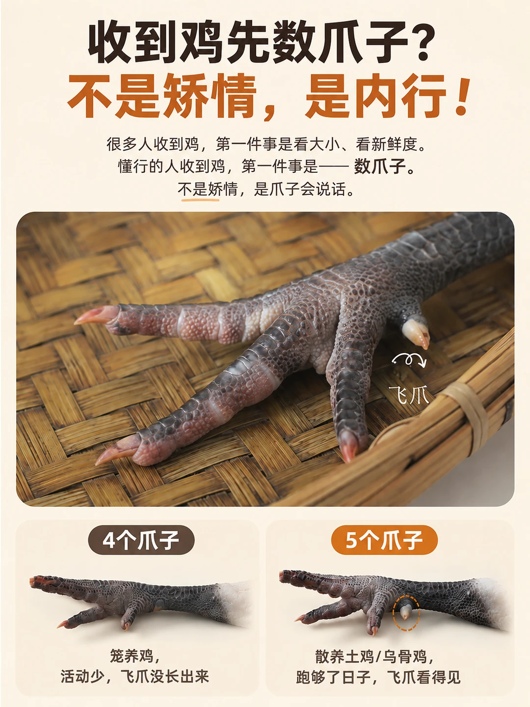 收到鸡先数爪子？这个冷知识我猜你不知道