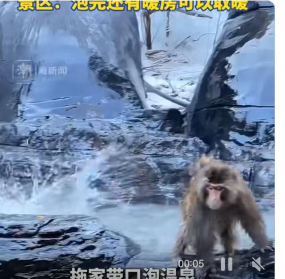 近日，河南云台山景区的一则视频在网络上疯传，画面中一群猕猴拖家带口地泡在温泉里，