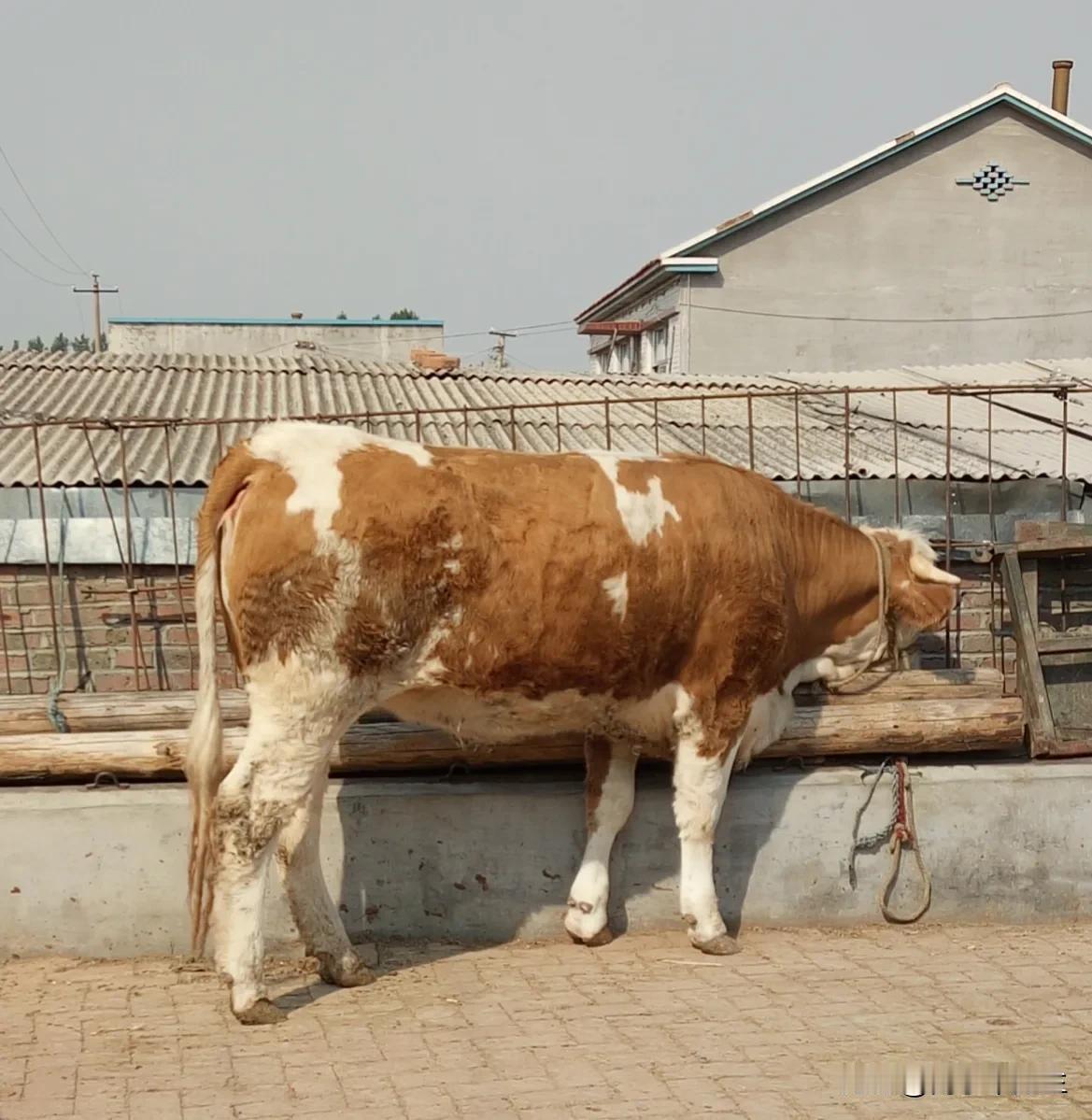 养牛的没有卖肉的挣钱！这是我一个亲戚今天上午来我家喝酒说的话。他给我展开算了一笔