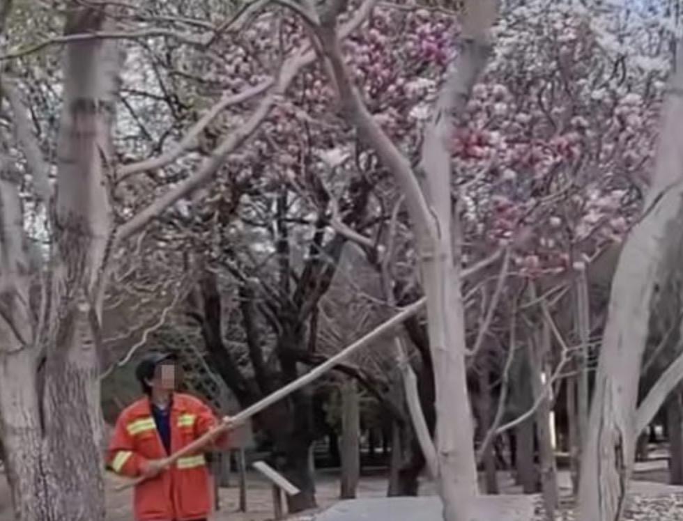 保洁人员用竹竿打落公园盛开鲜花，事后领导解释称让打落的是残花，是相关人员理解错了