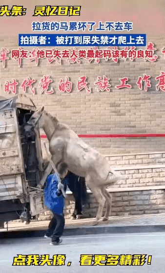 网友:人世间太苦了，下次希望马儿不要再来了。