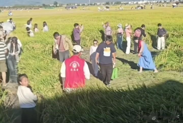 警惕这种没素质的旅游！游客为了拍照随意踩踏田地里的水稻。

放长假旅游很正常，在
