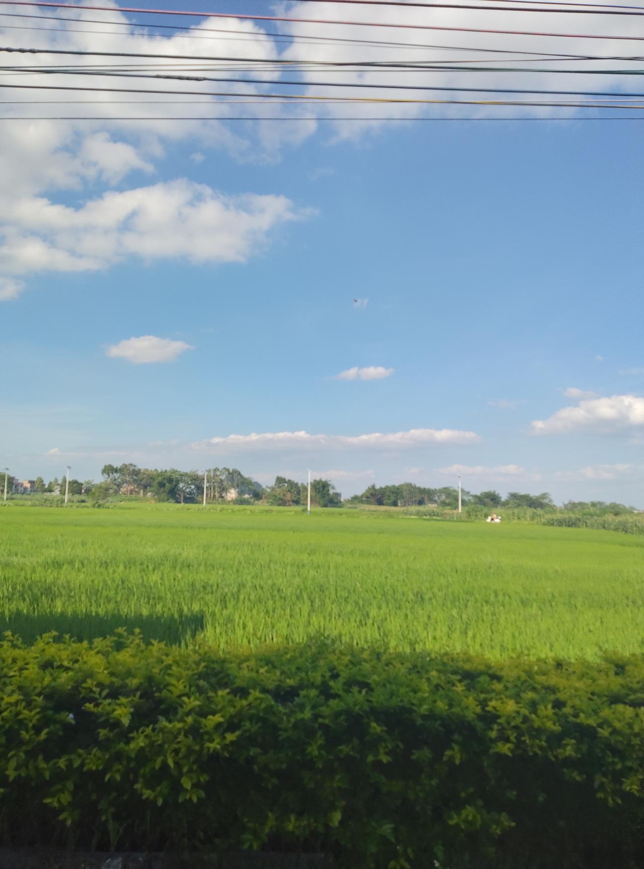 窗外掠过一片绿油油的稻田，天也蓝得透亮。平时总被各种事推着走，节奏快得喘不过气，
