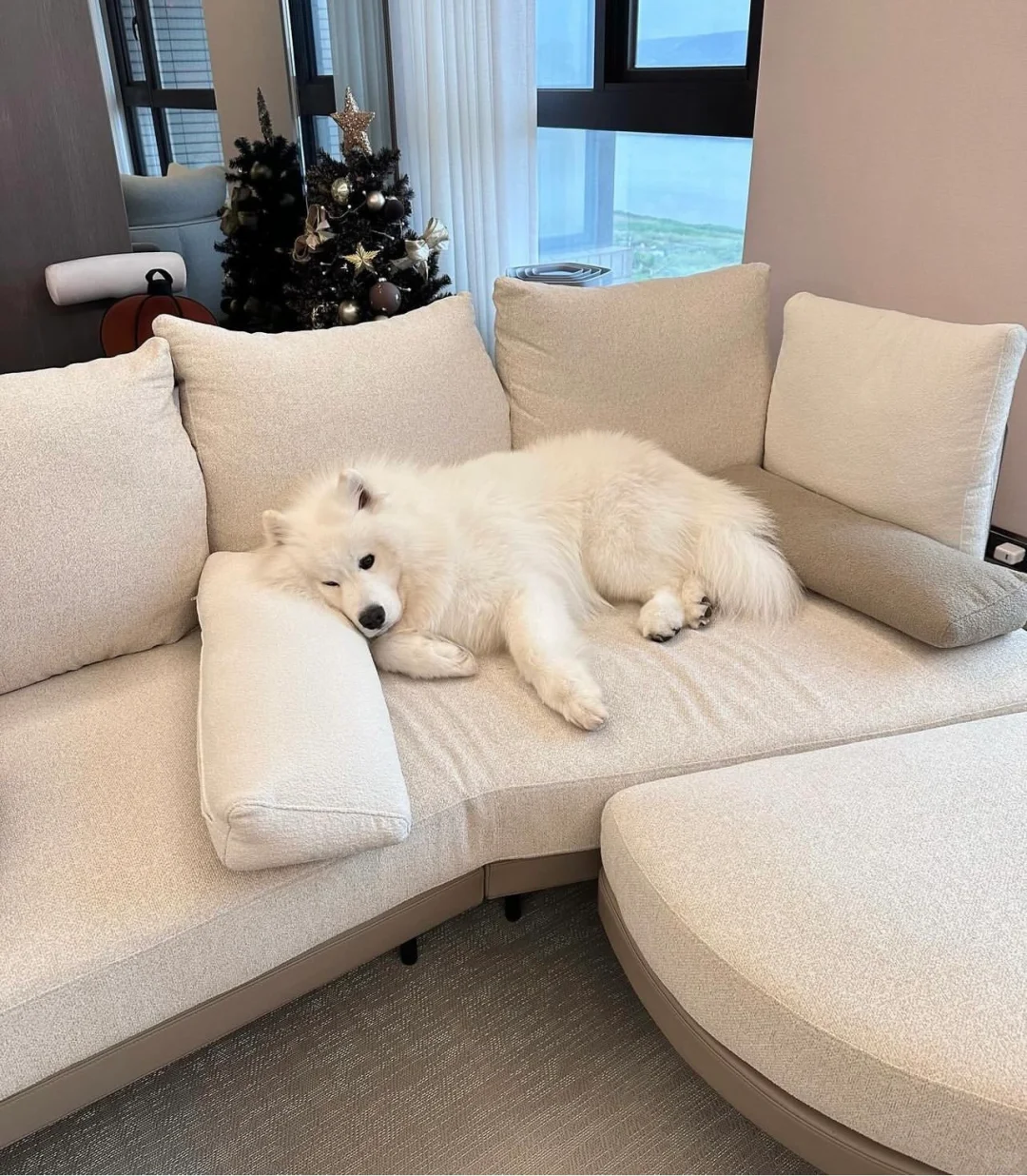 失恋了，一个狗睡那么大的沙发，还是悲伤