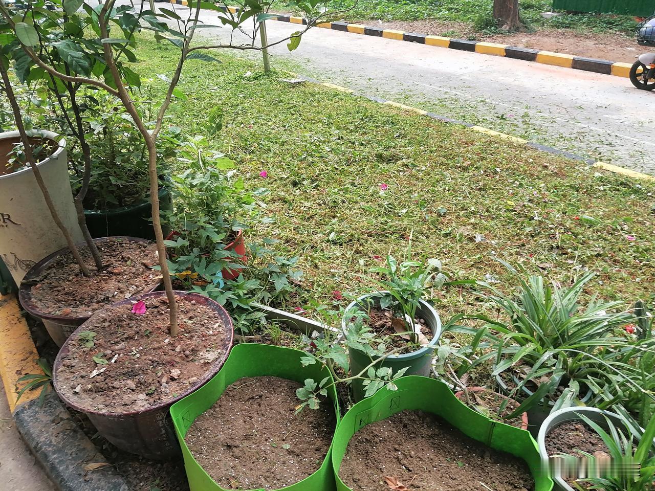 终于有清洁工来我这门口除草了！

要不然，我还想着把我门口的草继续找时间全拔了呢