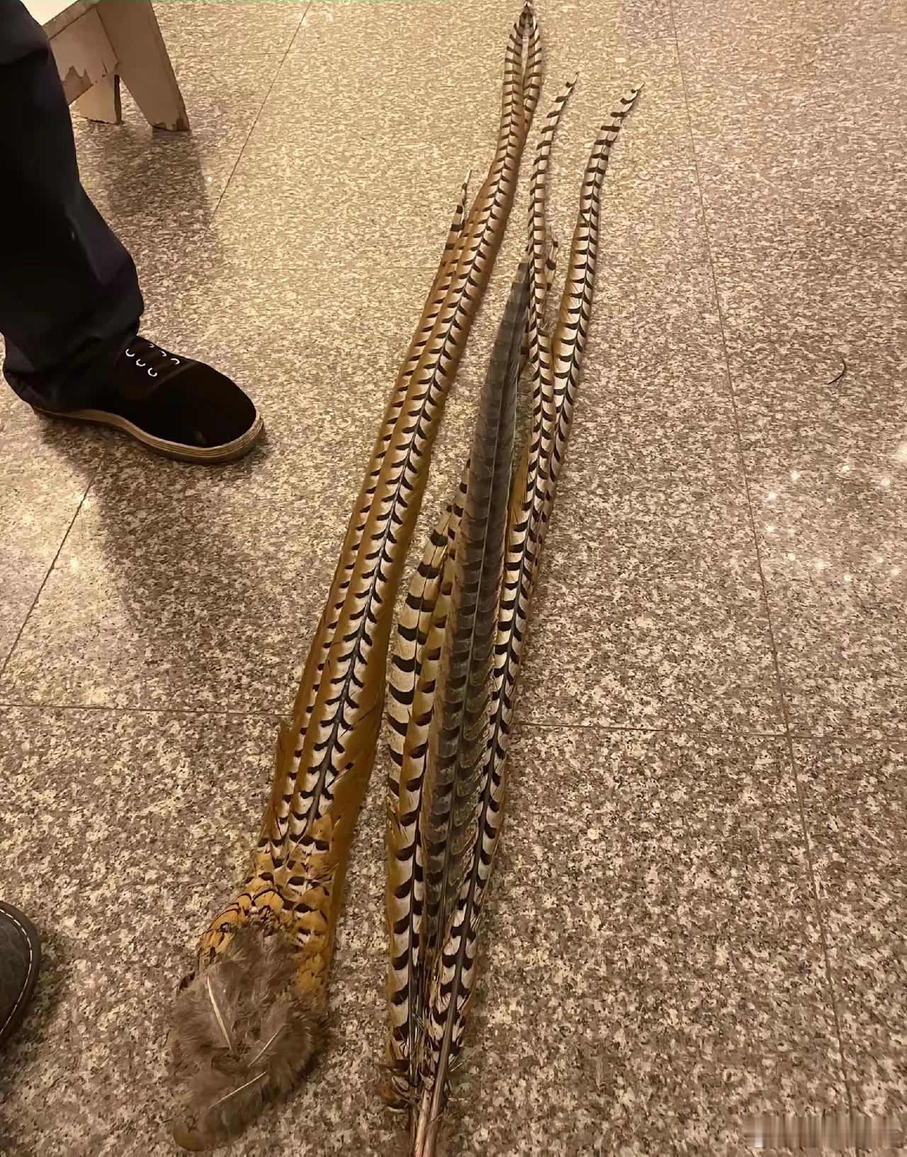 这是什么毛，有认识的吗？ 