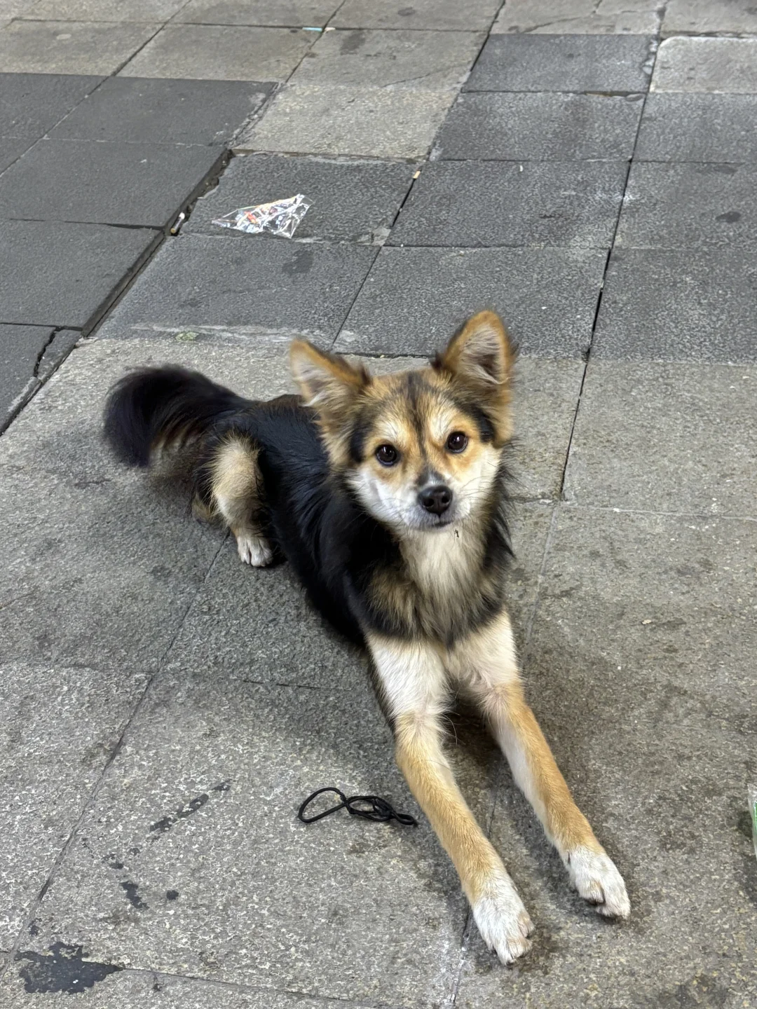 狐狸狗成功训练了人类巡回