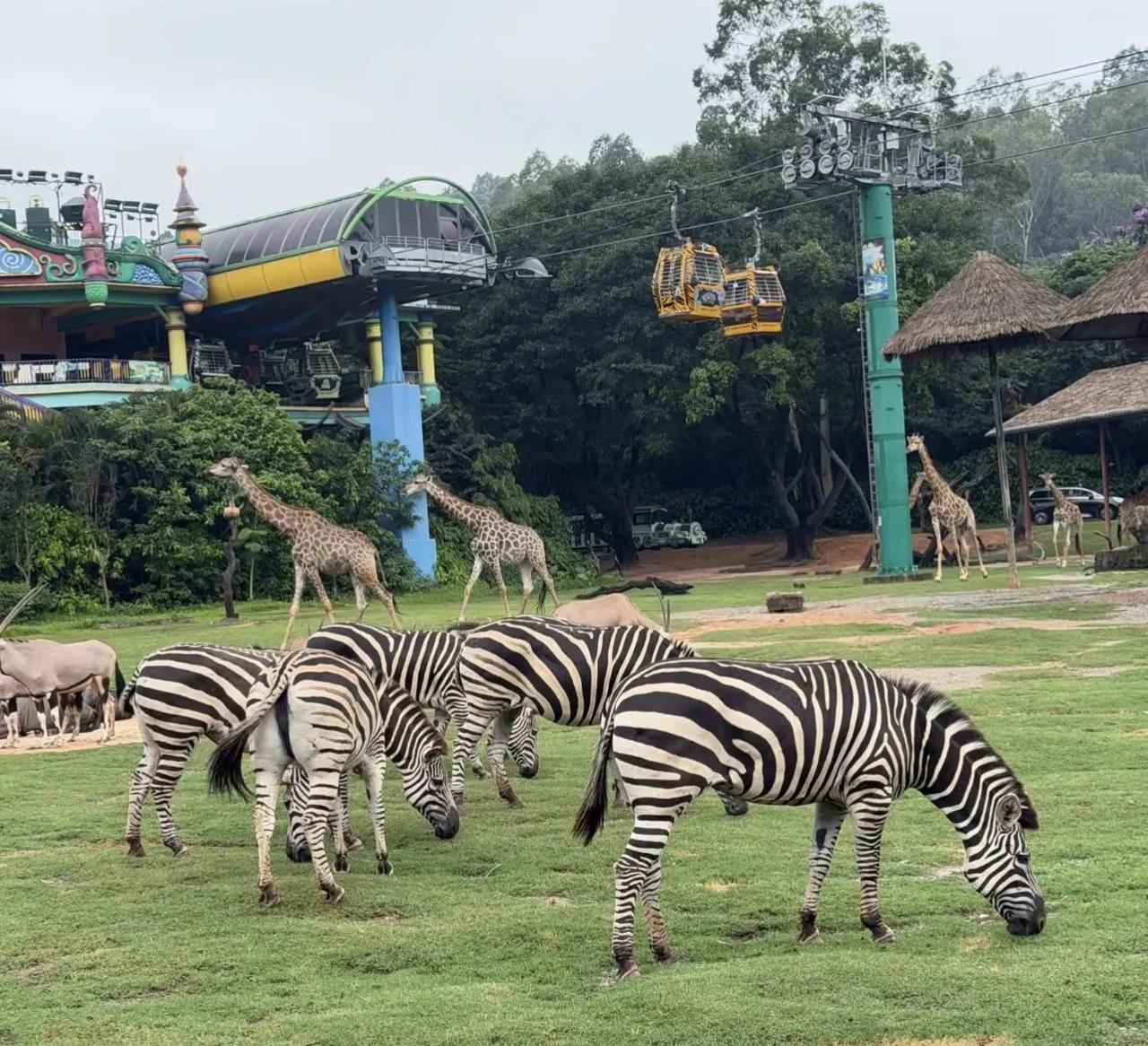 广州长隆旅游度假区 广州长隆 周边游 周末去哪儿 遛娃好去处